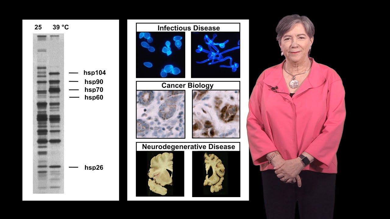 Susan Lindquist (Whitehead, MIT / HHMI) 1a: Protein Folding in Infectious Disease and Cancer