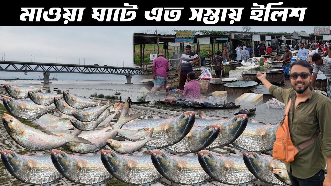 মাওয়া ঘাটে মাত্র ৫০০ টাকা কেজি দরে বিক্রি হচ্ছে ইলিশ মাছ | Mawa Ghat hilsha fish price | hilsha fish