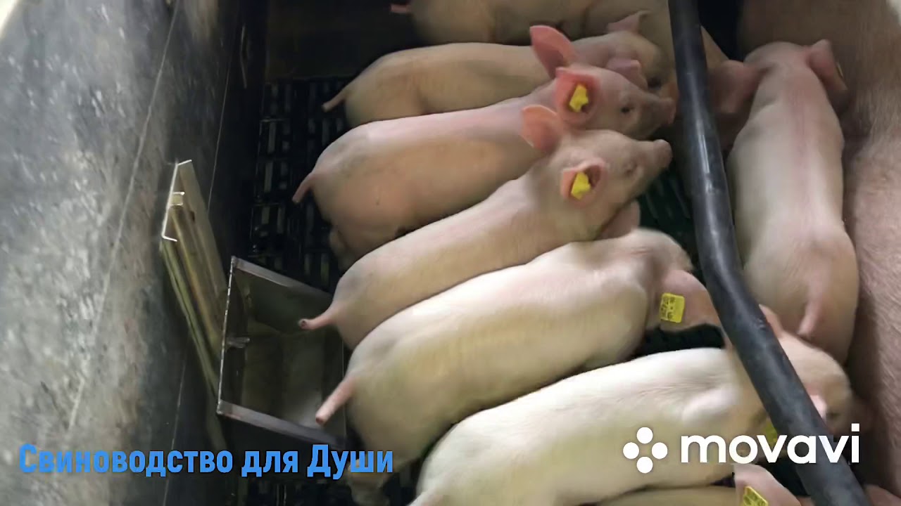Поросята от 1 дня и до 25-30 кг!