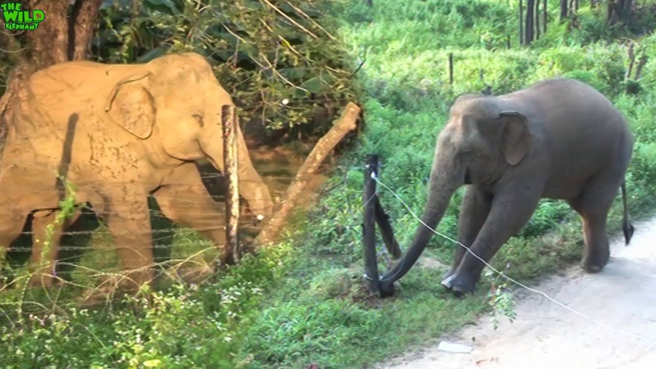 Elephants vs. Electric Fences. Amazing Intelligent Animals