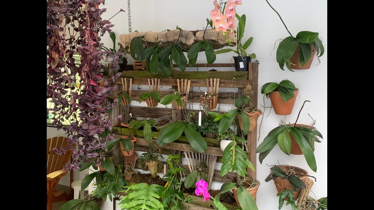 COMO CULTIVAR ORQUÍDEAS PHALAENOPSIS
