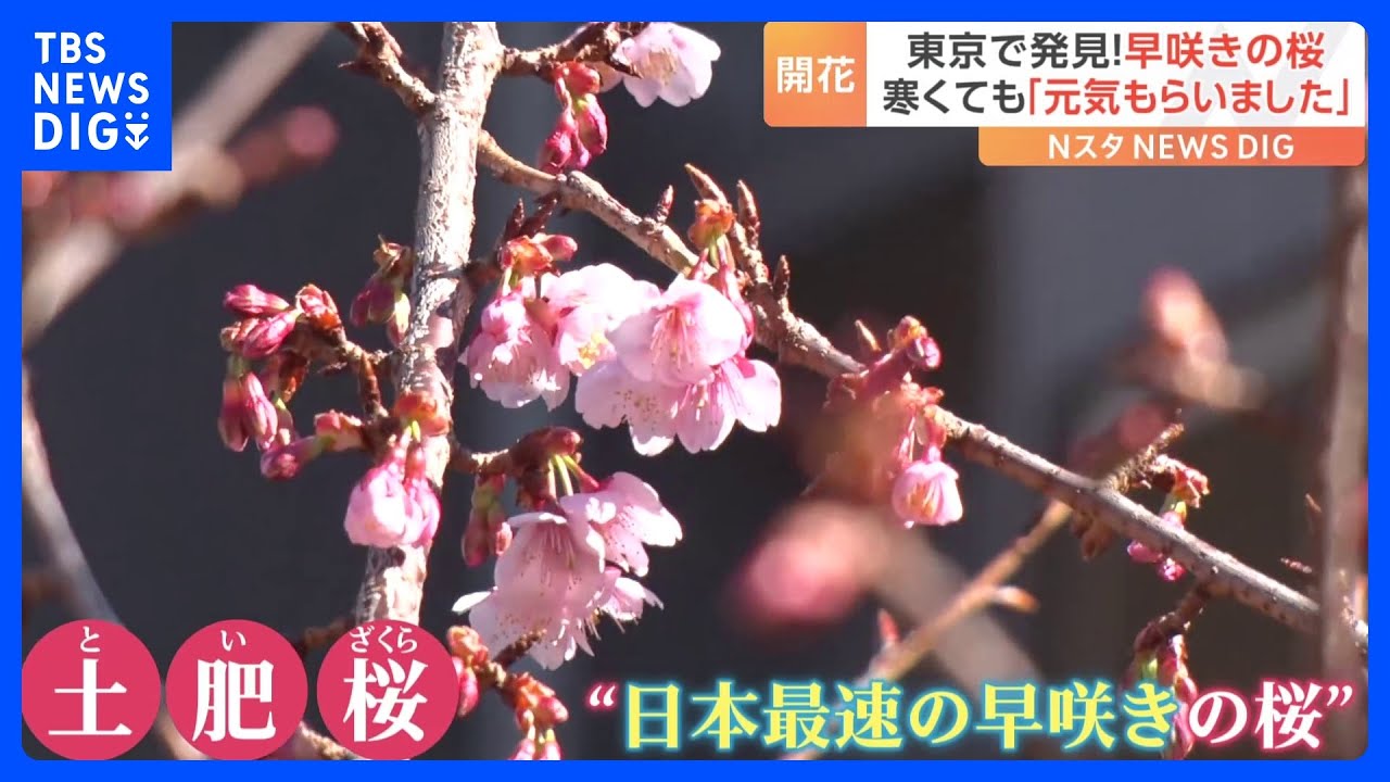 「思っていたより咲いていた」 都内で早咲きの桜発見！早春のお花見の定番『河津桜』は開花遅れるも…見頃はいつ？｜TBS NEWS DIG