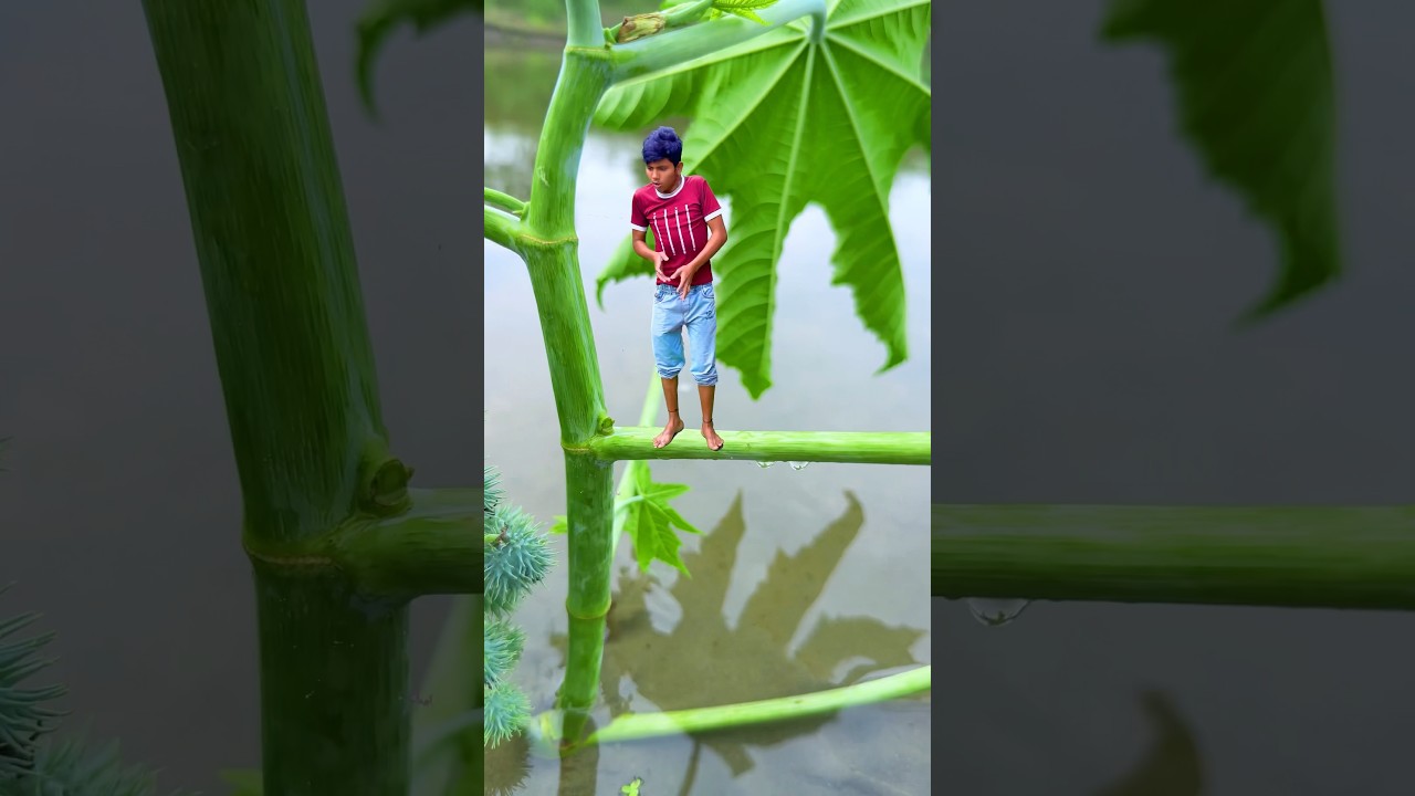 Amazing videography with tree 🌴 story short #magic #tree #creative #videography #story #shorts