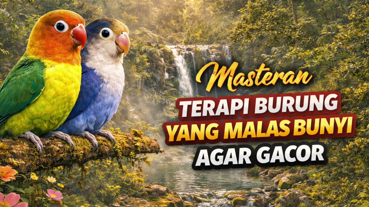 Lovebird ngekek panjang Ternyata ngekek masteran variasi isian terbaik ini tembakan mewah