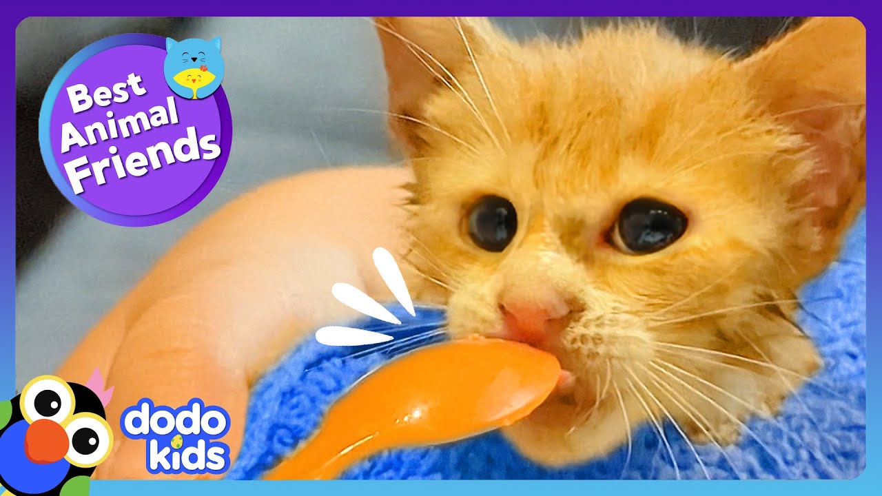 Kitten Falls Into Barrel Then Makes A GIANT Best Friend | Dodo Kids | Best Animal Friends