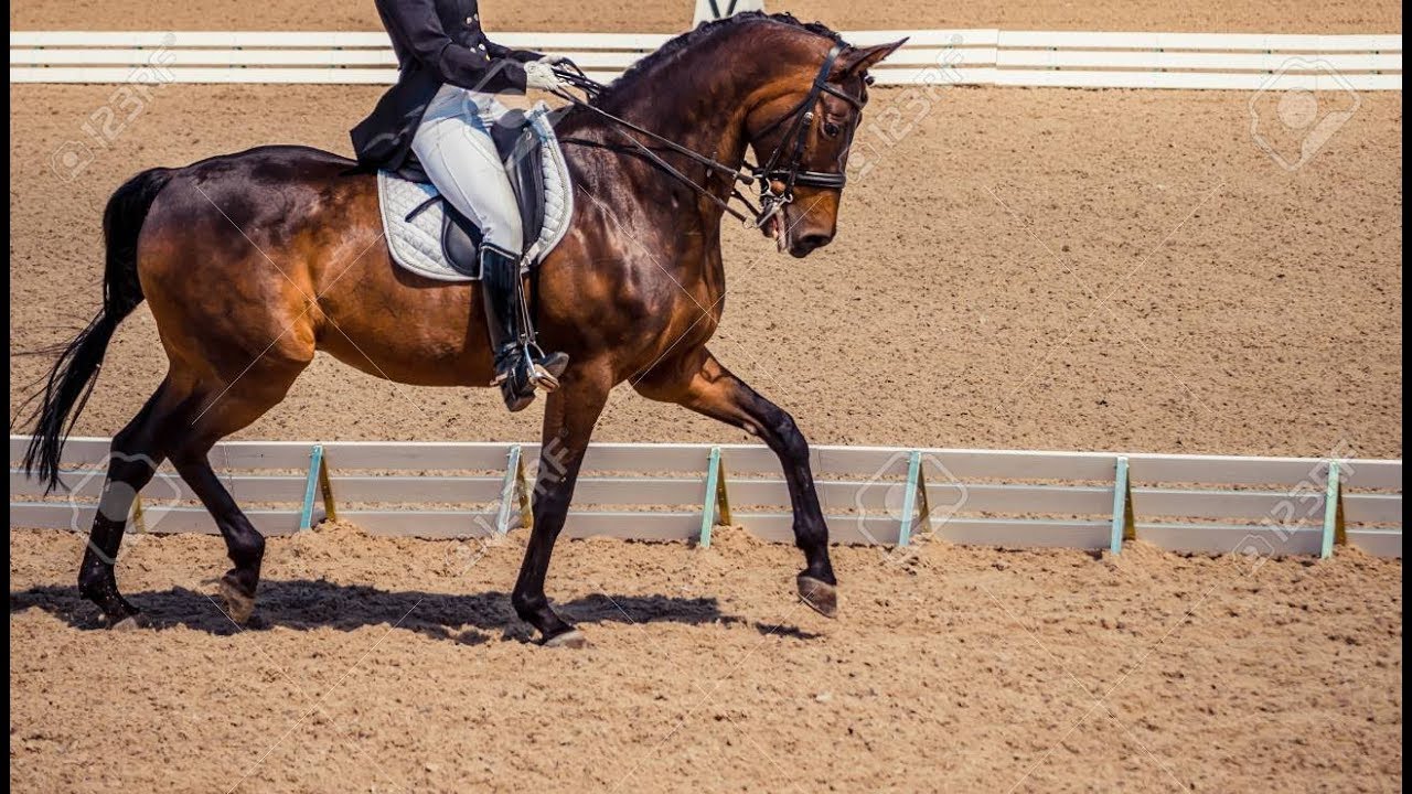 DanceMonkey//Dressage Music Video
