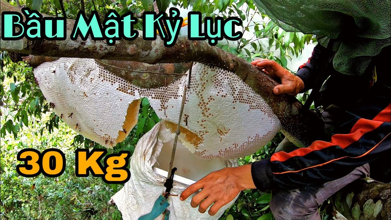 Rùng Mình Khi Lấy Tổ Ong Mật 30Kg Trên Cây Cao
