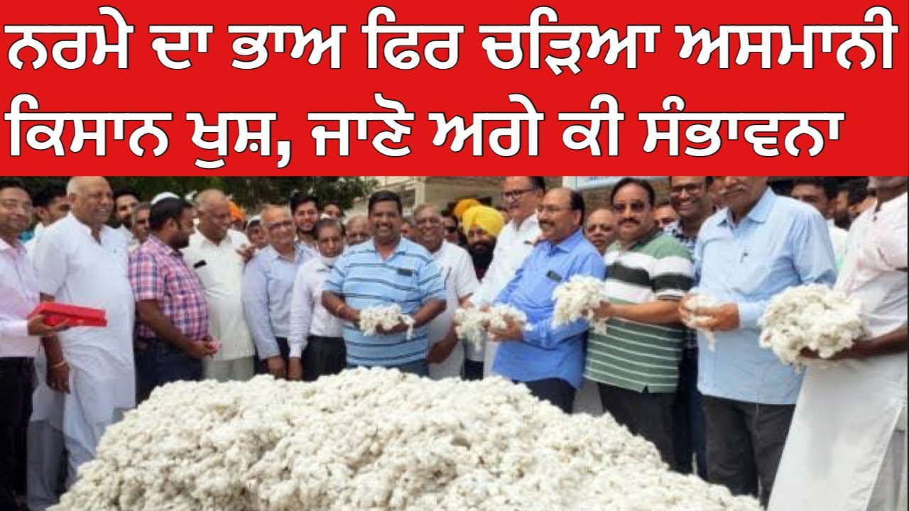 cooton rate today । sada kisan