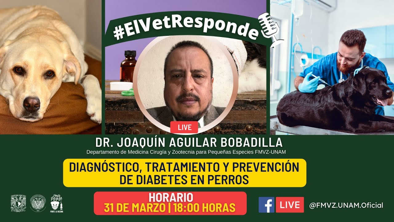 #ElVetResponde