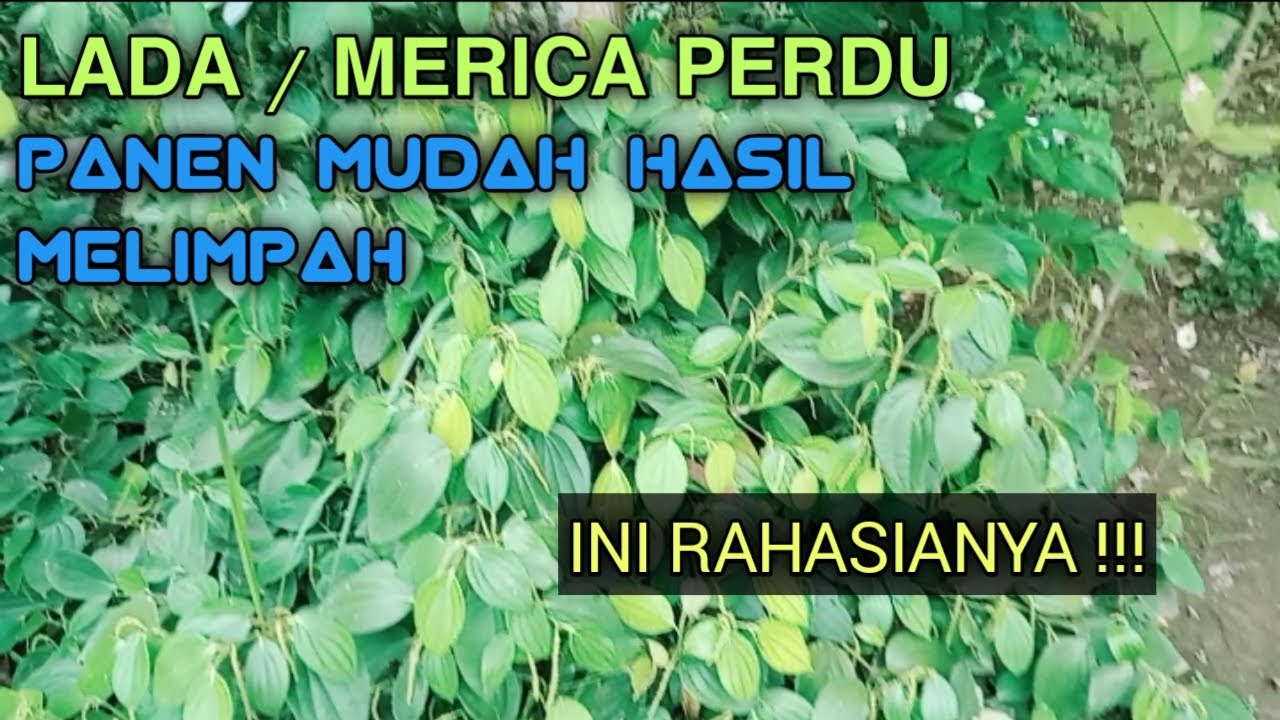 REVIEW LADA PERDU ATAU MERICA PERDU PANEN MUDAH HASIL MELIMPAH