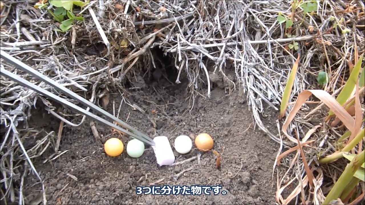 ガムでモグラ駆除 [モグラ駆除][ネズミ駆除] ② Mole mouse extermination with gum