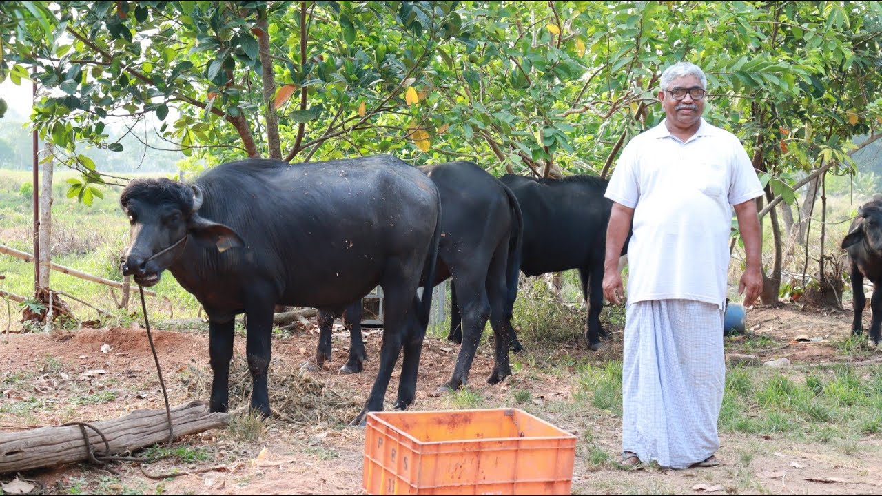 ഈ കർഷകൻ പറയുന്നത് കേട്ടിട്ട് ഈ 5 ഫാമുകളിൽ നിന്നും പോത്തിനെ വാങ്ങു|Murrah Buffalo farm in Kerala