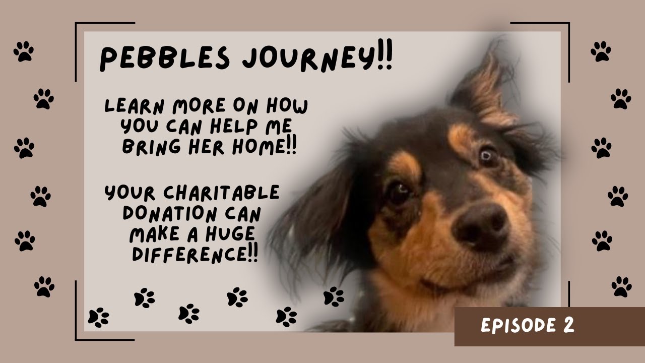 Help Pebbles come home with your charitable donation!