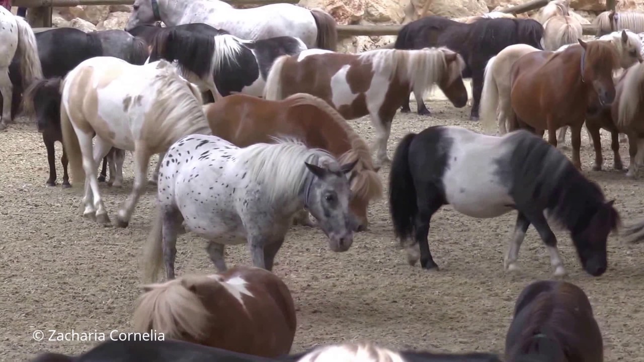 Binnenkomst van alle pony's in Lucky Town: de hele kudde tijdens deze spectaculaire opening 2017