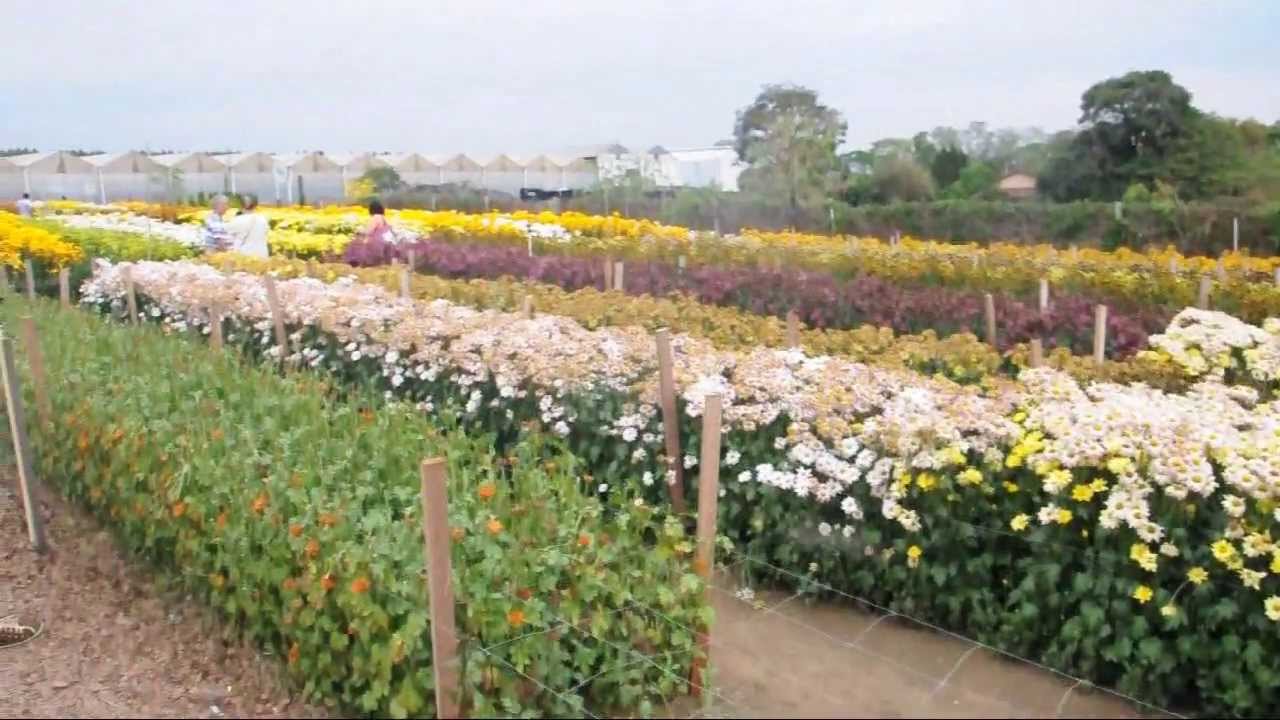 372 Holambra campos de flores passeio turístico ideal para jardim Plantar em Casa