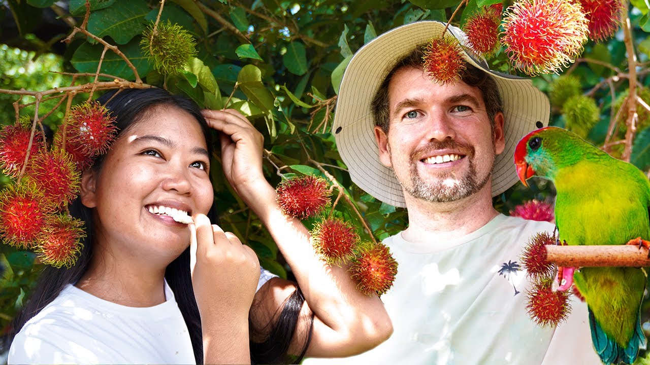 BIG RAMBUTAN HARVEST IN THE PHILIPPINES | PARASITES EAT OUR PLANTS! | ISLAND LIFE