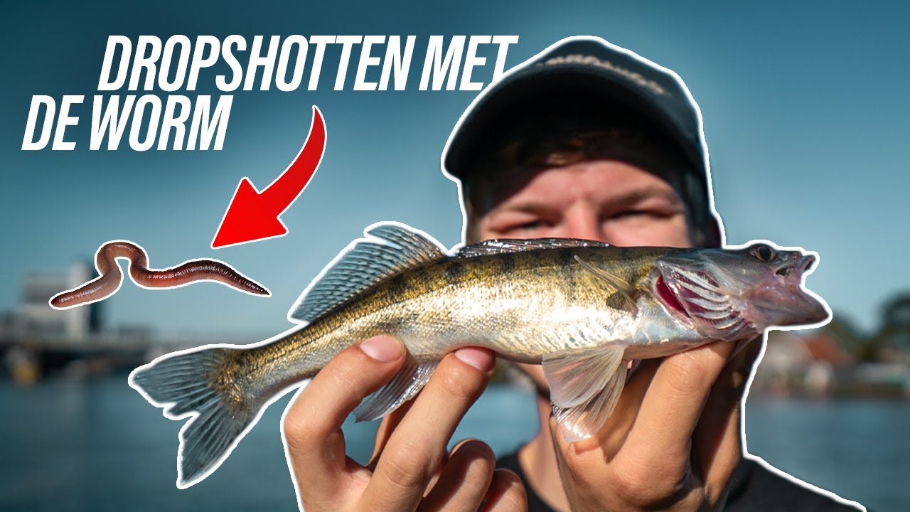 VISSEN MET DE DROPSHOT OP SNOEKBAARS EN BAARS
