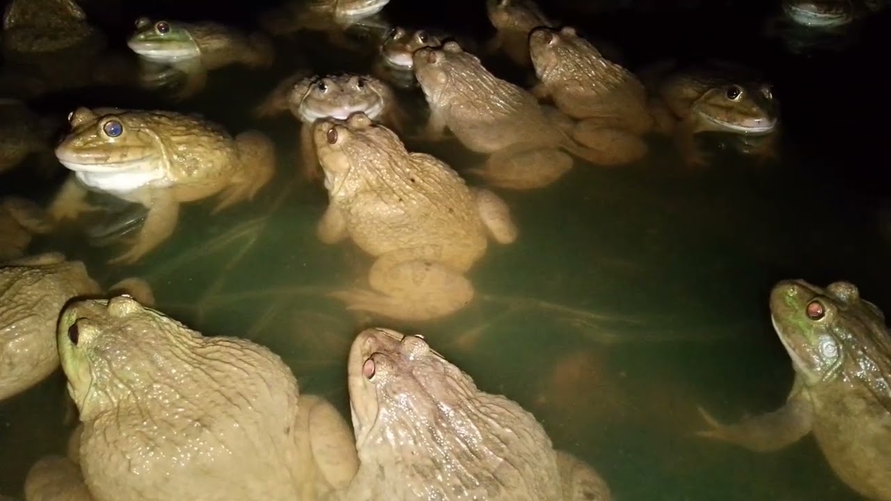 Frogs are less active at night.#frog #Taing Chun