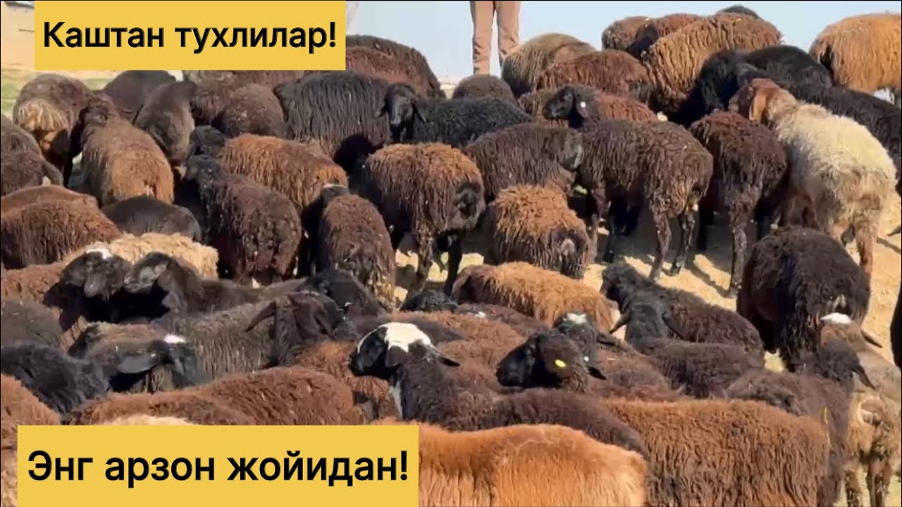 Энг арзон жойидан! Шошилинг! 995390024☎️ 939337809☎️