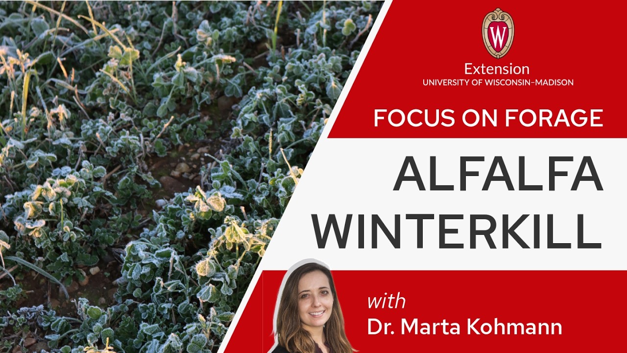 Winterkill in Alfalfa with Marta Kohmann