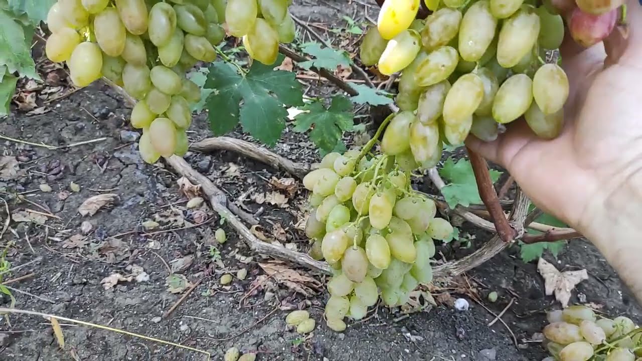 Белая акация виноград селекции Калугина Виктора. Виноград Теплова Татьяна +380956118435
