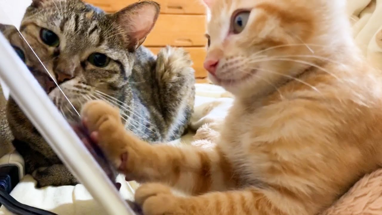 柴犬とお姉ちゃん猫にベタベタしてた子猫がついに一人遊びをした⁈