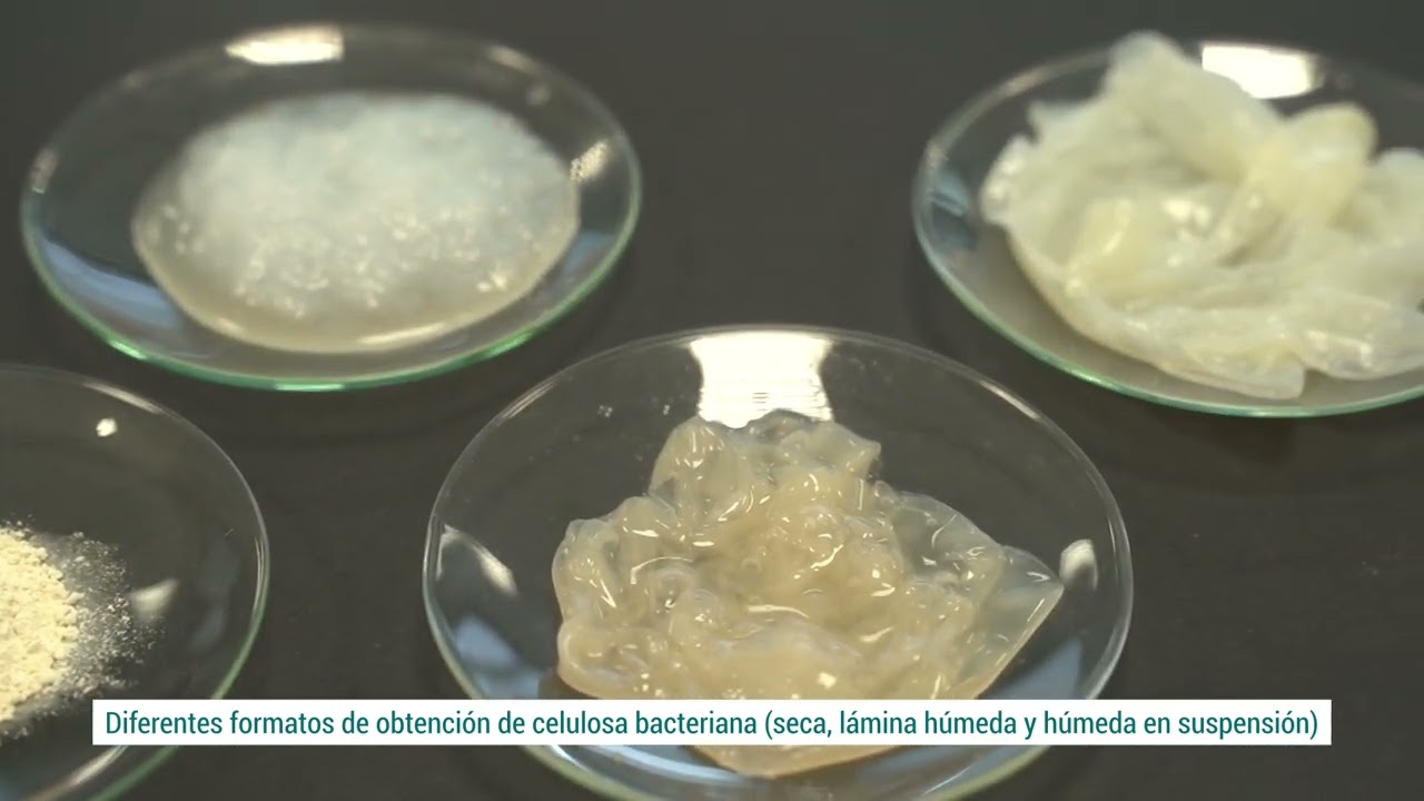 Proceso de obtención de celulosa bacteriana a partir de residuos orgánicos - VALOCEL