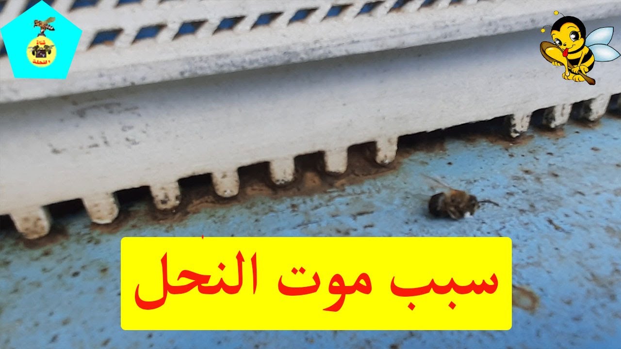 توضيح عن سبب وجود نحل ميت على الأرض
