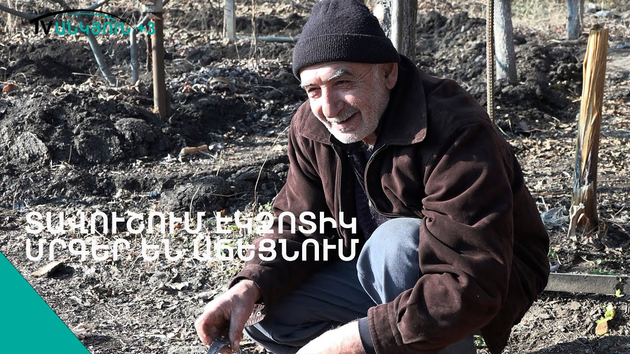 «Մի բան, որ սիրուն է, համով էլ կլինի». Գալուստ Միրզոյանը` կիվիի մասին