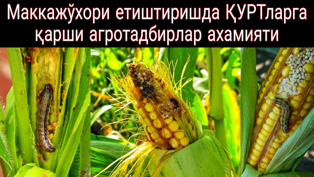 Маккажўхори етиштиришда ҚУРТларга қарши агротадбирлар ахамияти