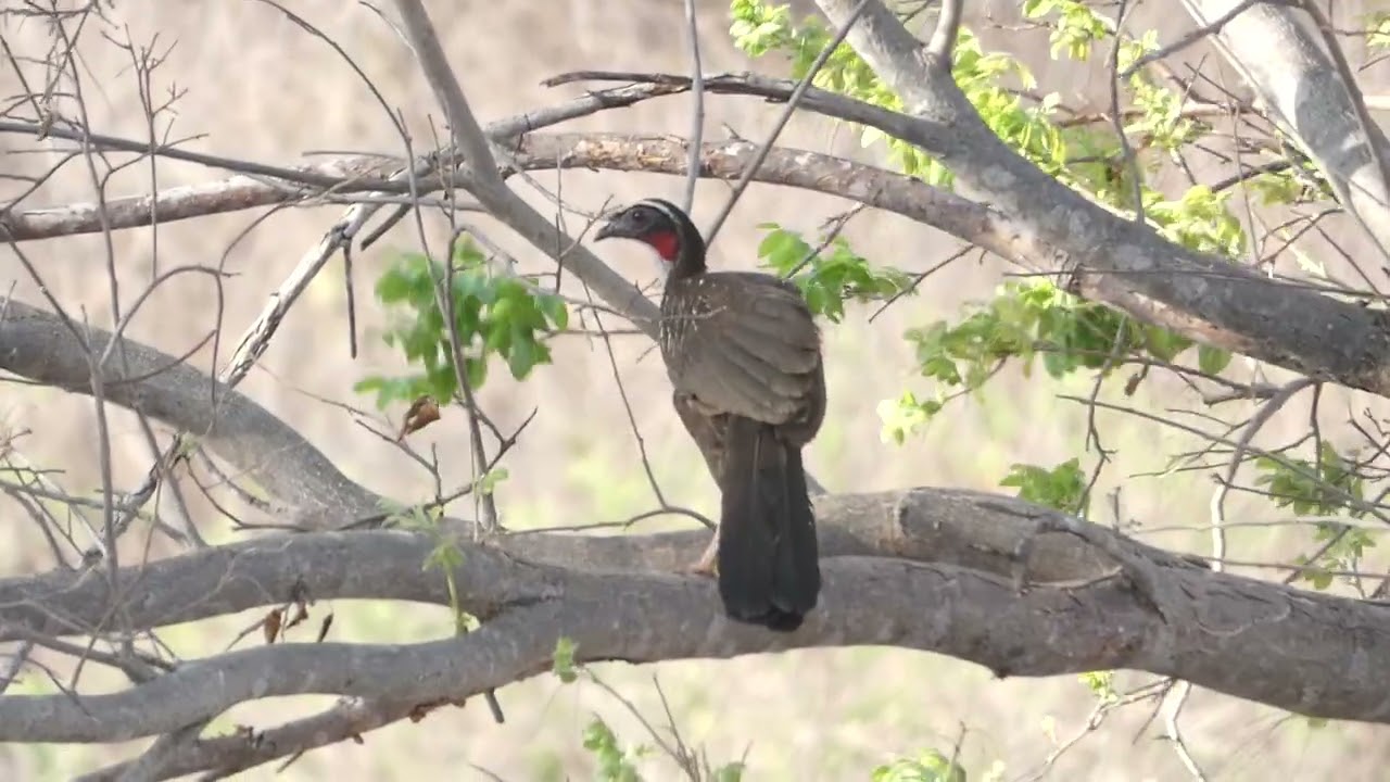 White-browed Guan, Penelope jacucaca, Quixadá, CE, Brazil, 12 Jan 2026 (2/2)