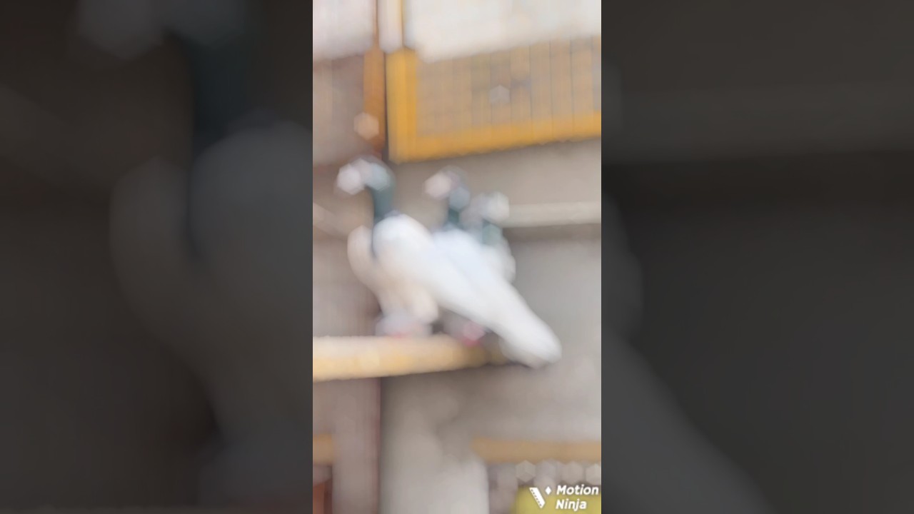 3 aasmani royal teddy kabutar status 🕊💖💫 || attitude pigeon video #kabutar #kabutarbazi #viralvideo