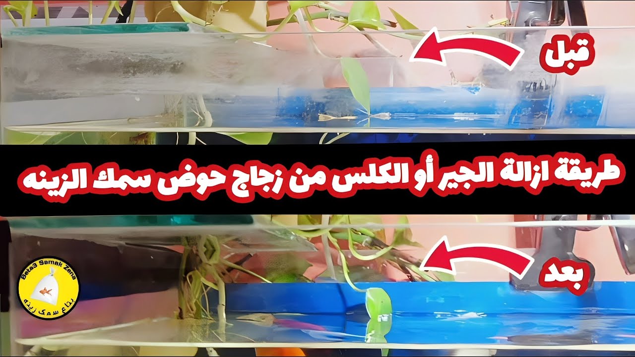 طريقة تنظيف حوض سمك الزينه من الجير أو الكلس