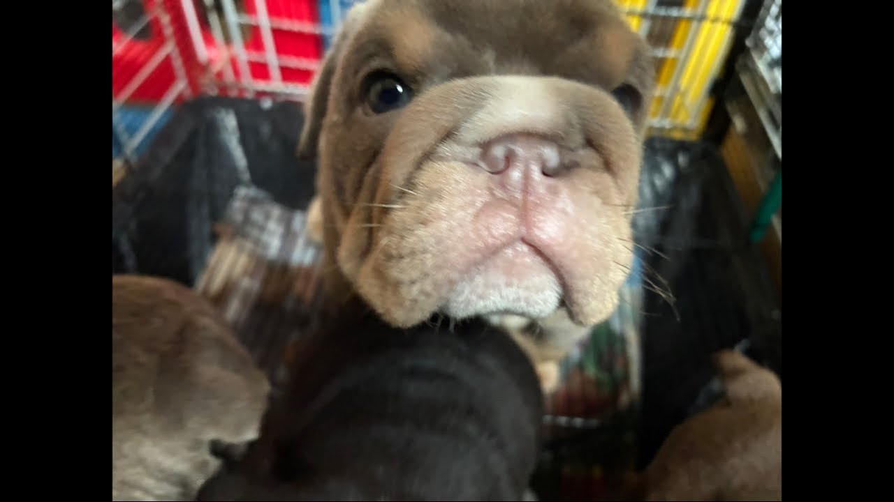 Veronica English bulldog channel is live