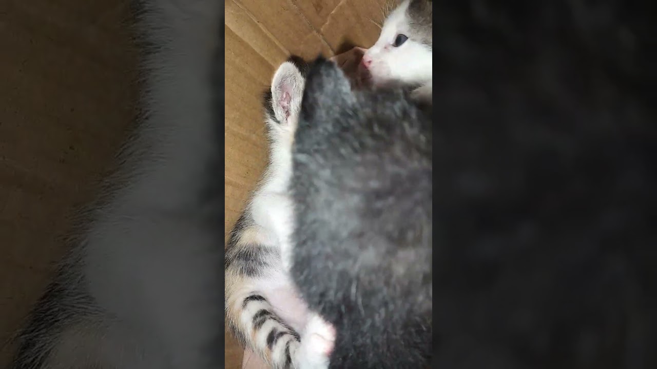 kucing kucing kuu yang gemeyy