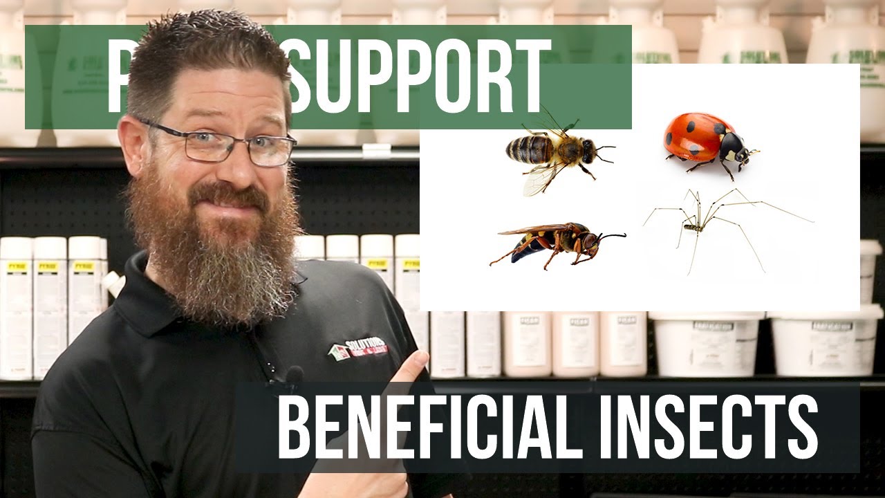 What is a Beneficial Insect? | Pest Support