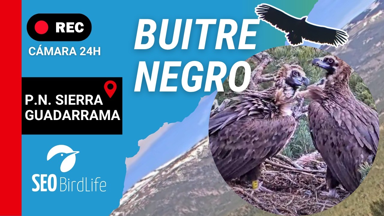 BUITRE NEGRO 🔴 DIRECTO P. N. Sierra de Guadarrama