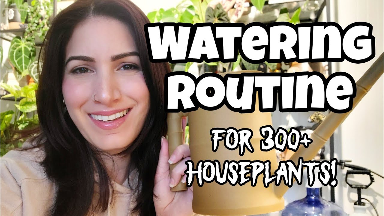My Watering Routine 💦 everything I use to water 300+ houseplants 🌿✨️
