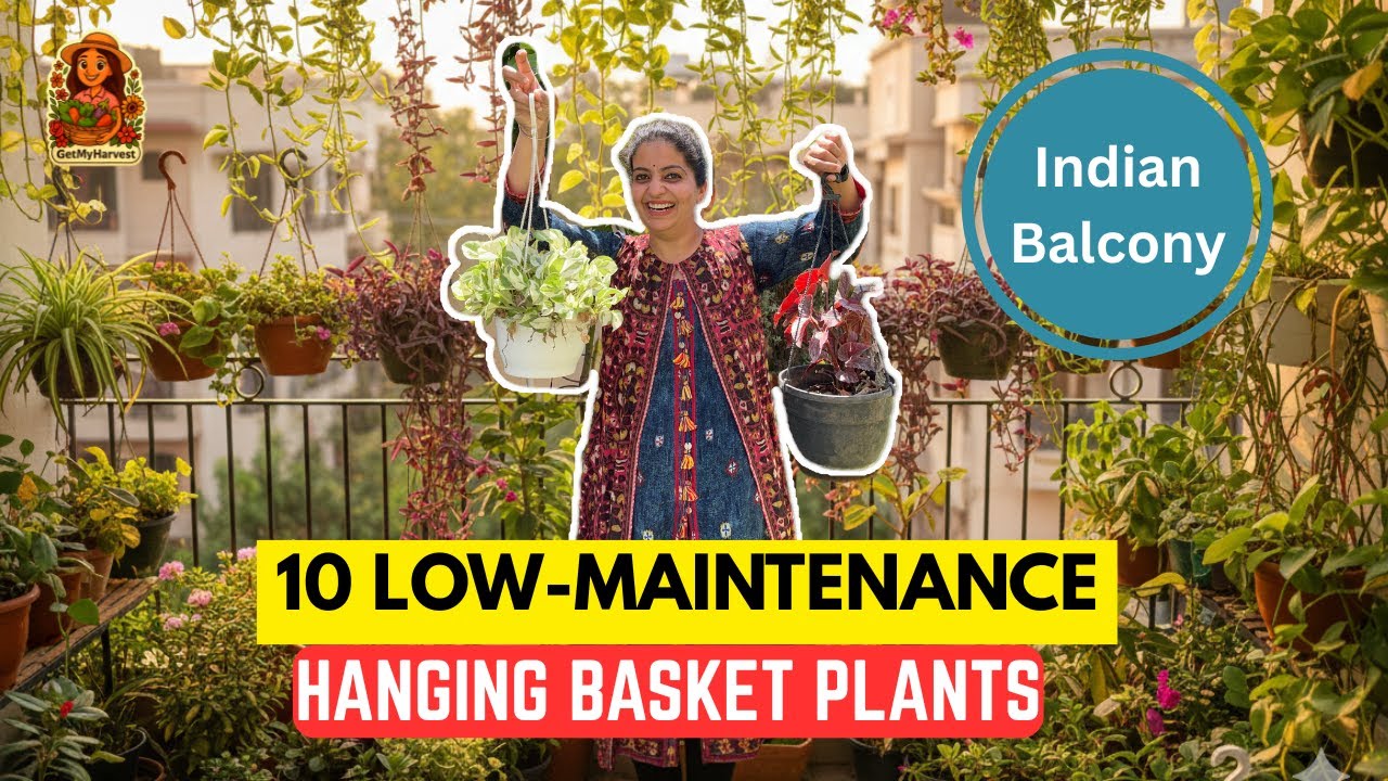 10 Best Low Maintenance Hanging Basket Plants | ये हैंगिंग बास्केट वाले पौधे सबसे अच्छे हैं