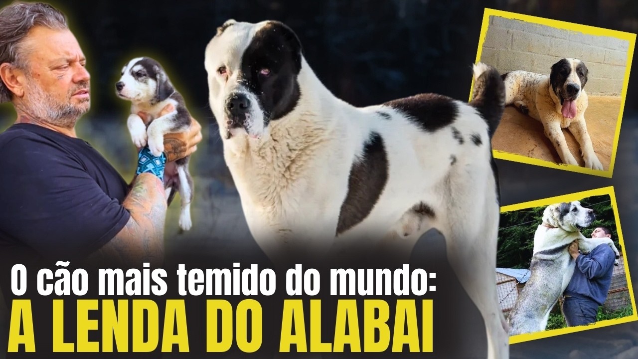 🐕‍🦺 ALABAI: A raça de 90kg que ganhou fama como o maior cão de guarda