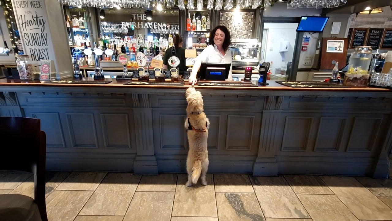 Most Dog-Friendly pub in the North West revealed