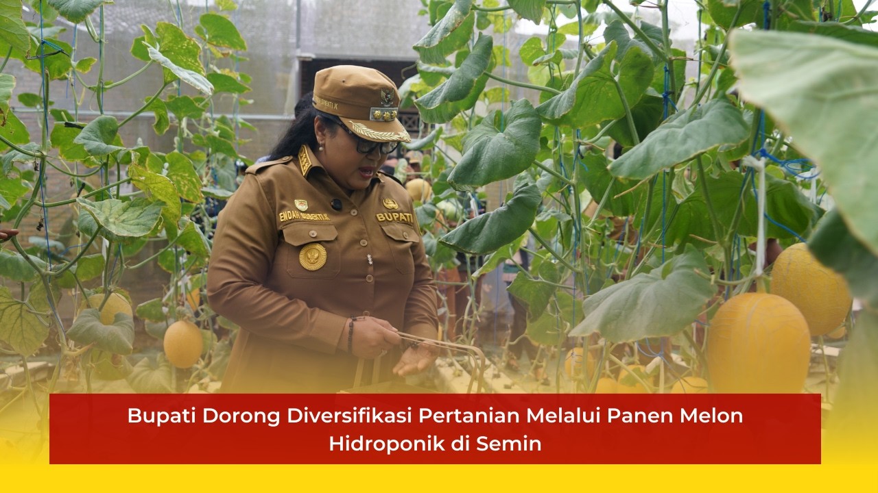Sukses Melon Hidroponik di Semin, Bupati Gunungkidul Dorong Pertanian Modern dan Berkelanjutan