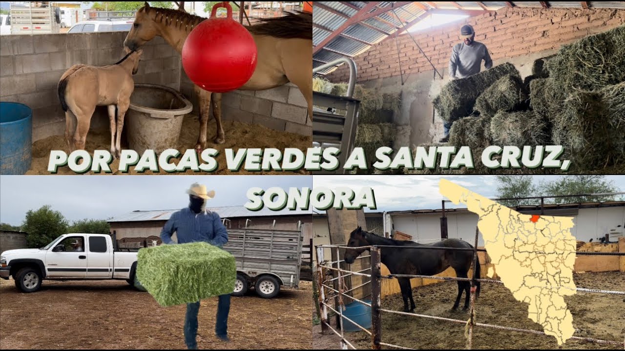 CONOCIENDO A LA CRIA DE LA LOLA 🐴, DE AHI NOS FUIMOS A LA PEQUEÑA Y A SANTA CRUZ POR PACAS 🌾