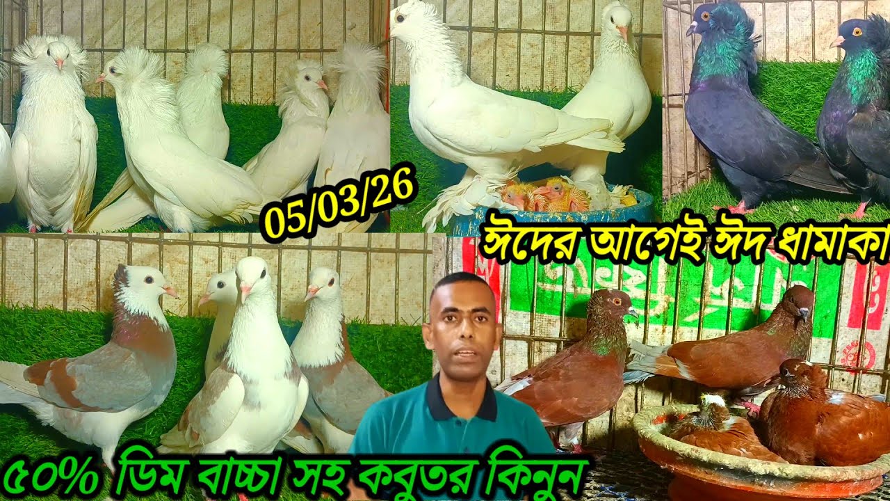 ঈদের আগে নিয়ে এলো ঈদের চমক ডিম বাচ্চা সহ 90% নতুন কবুতর কিনুন খামারি ফরহাদ ভাই ভাওয়াল মির্জাপুর 