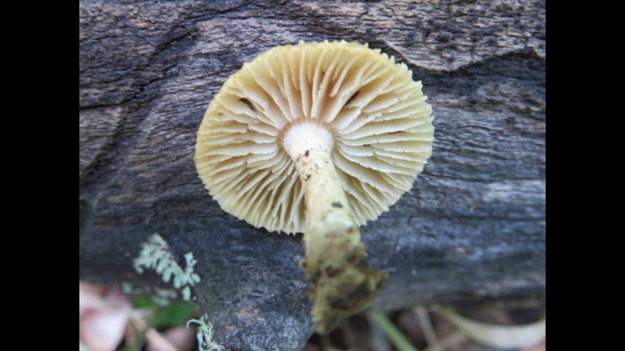 Heliocybe sulcata