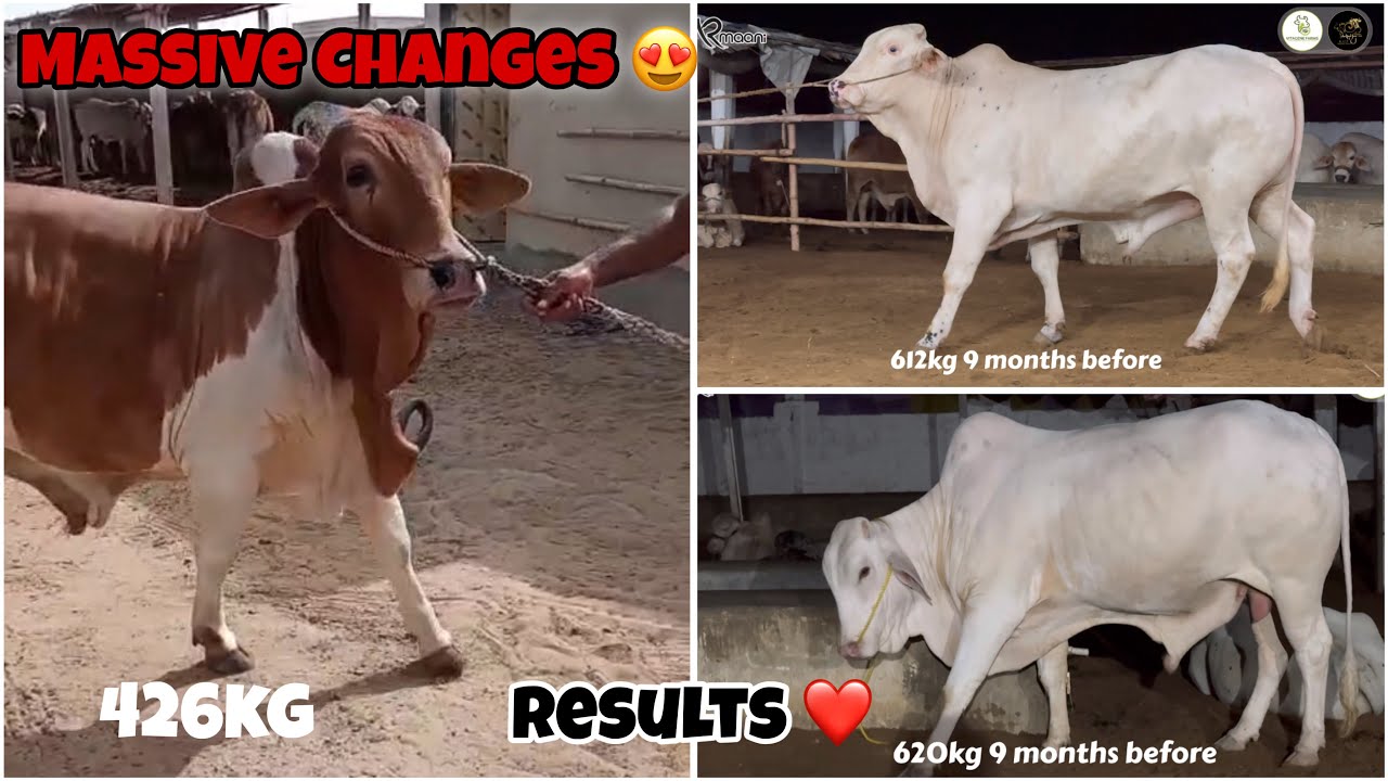 Massive Changes Alhamdulillah 😍🔥 | Small Target For You 😜 | AR Maani