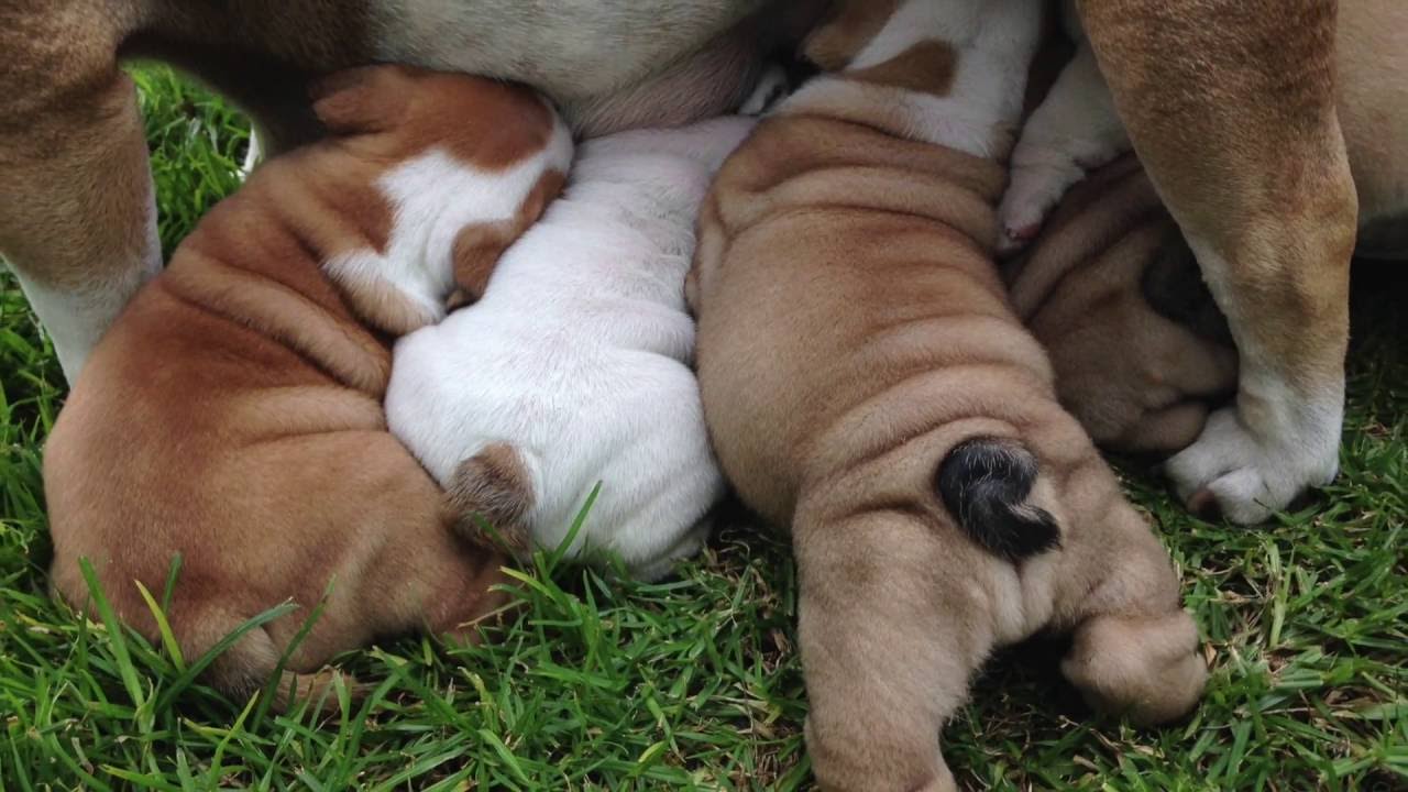 English Bulldog Puppies 1 month