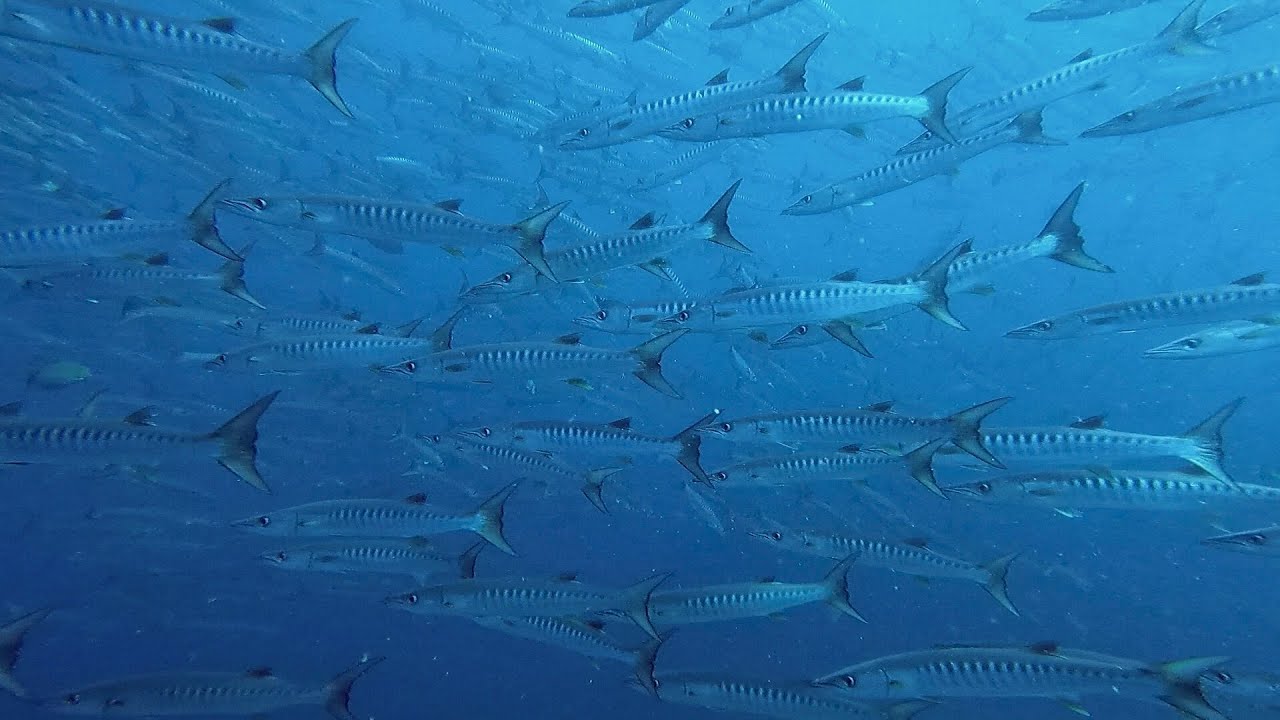 Diving Similan - Surin - Richelieu Rock Thailand - Liveaboard M/V Andaman - Tailandia Buceo