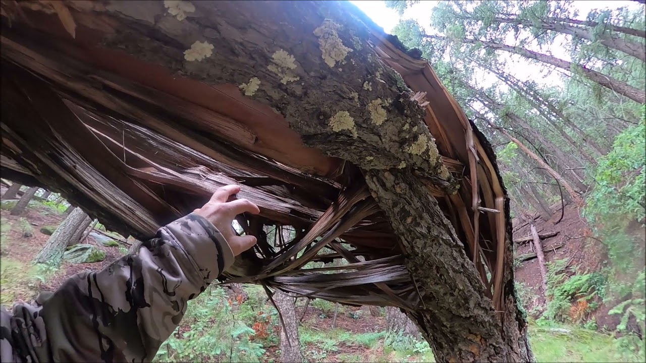Sasquatch Structures, Native Artifacts and Petrified Wood in a Wet Colorado Forest -Summer 2021