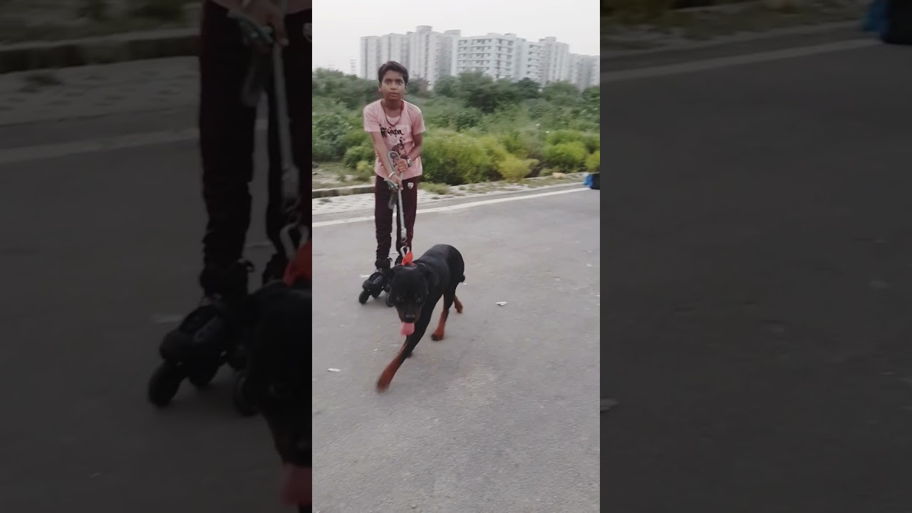 Lucky skater is skatingwith Rottweiler #skateaction#trending#skating#inlineskating#rockstar rajender